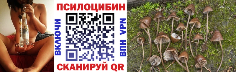 Галлюциногенные грибы Psilocybe  Торопец 